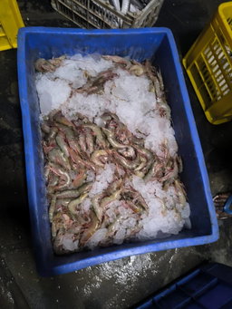 Prawns
