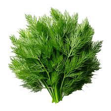 شبت فريش