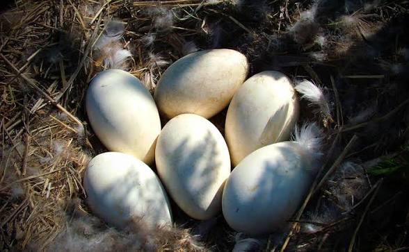 All birds all their eggs _1