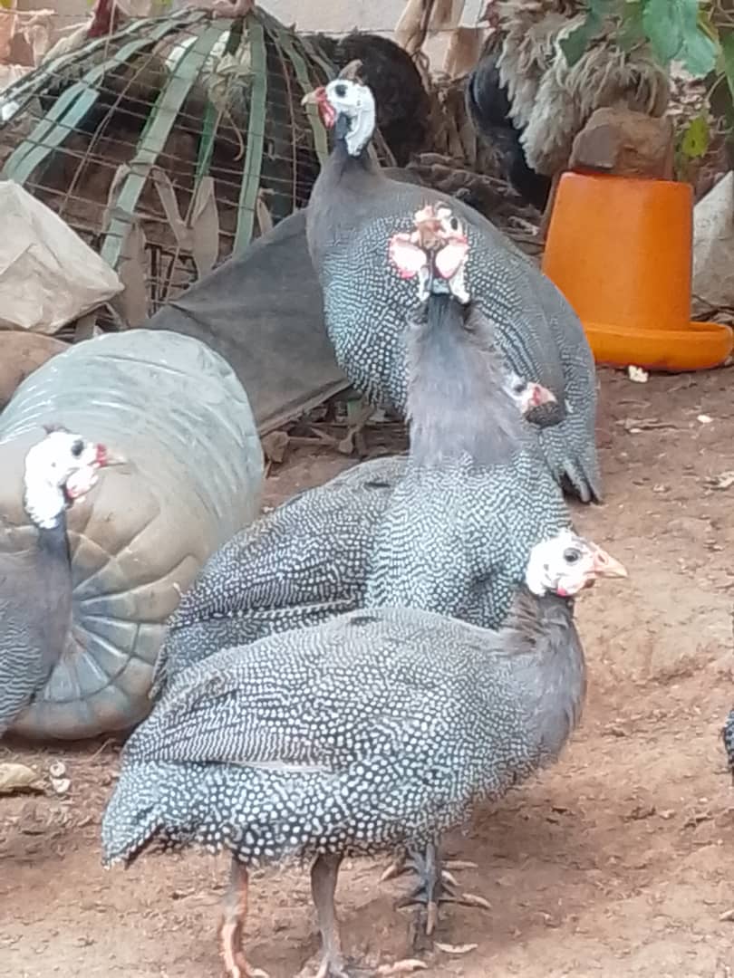 All birds all their eggs _4