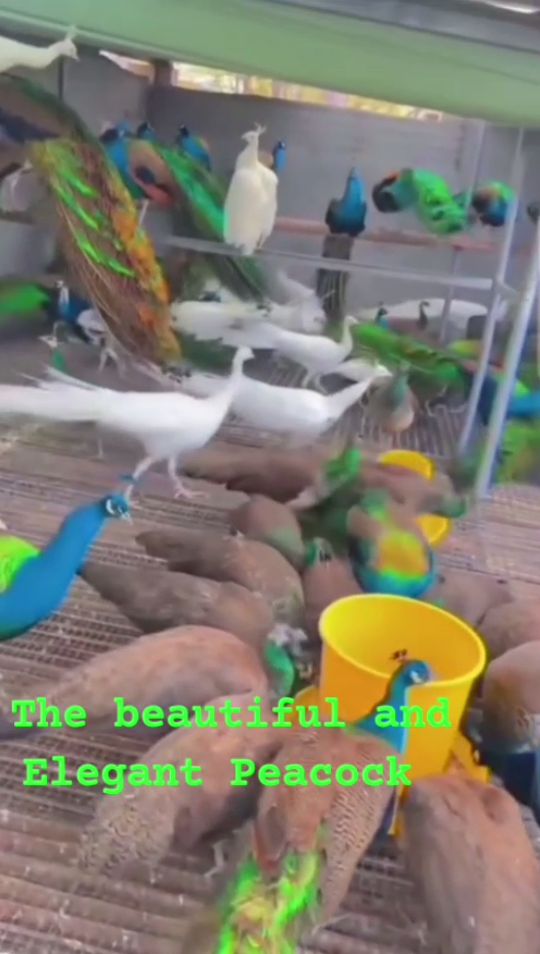 All birds all their eggs _6