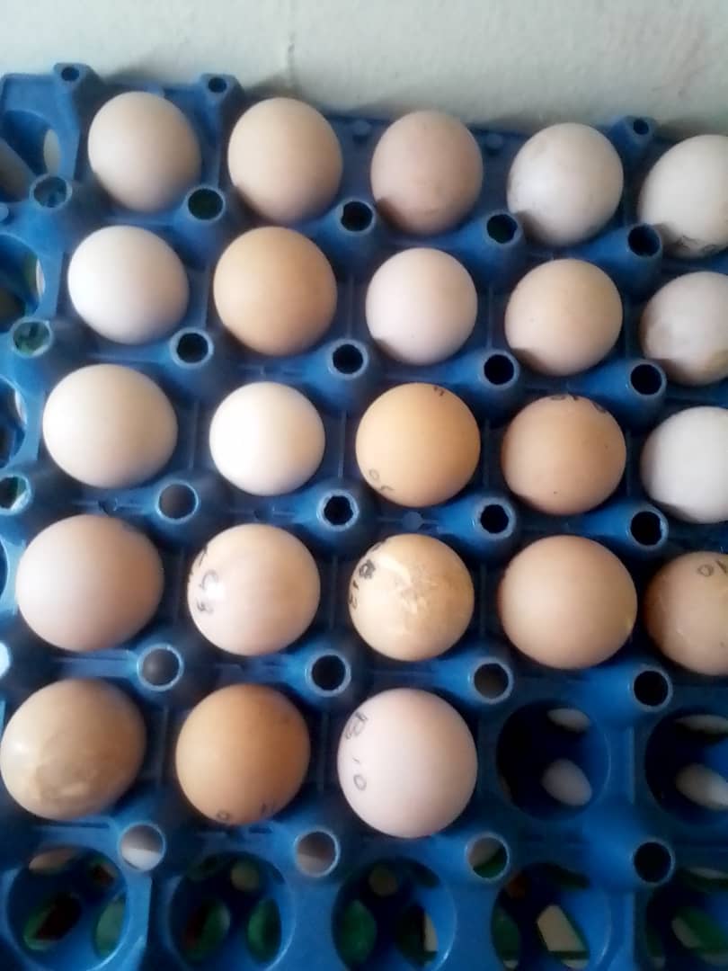 All birds all their eggs _5