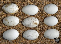 Turkey Eggs