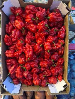 Carolina Reapers Peppers (10Lb)