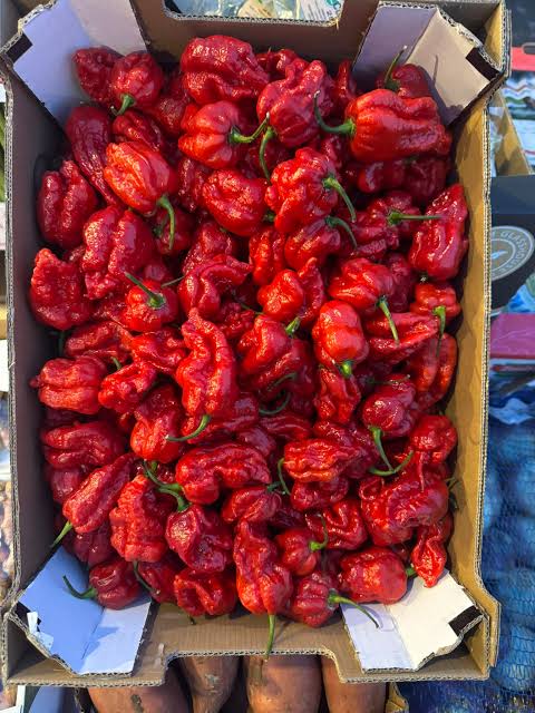 Carolina Reapers Peppers (10Lb)_1