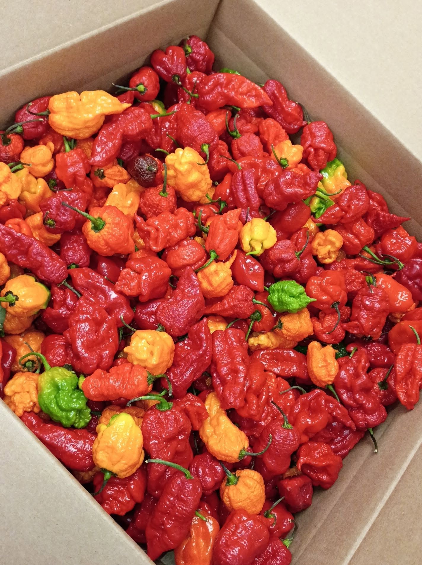 Ghost Peppers (10Lb)_1