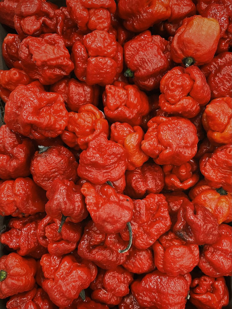 Ghost Peppers (10Lb)