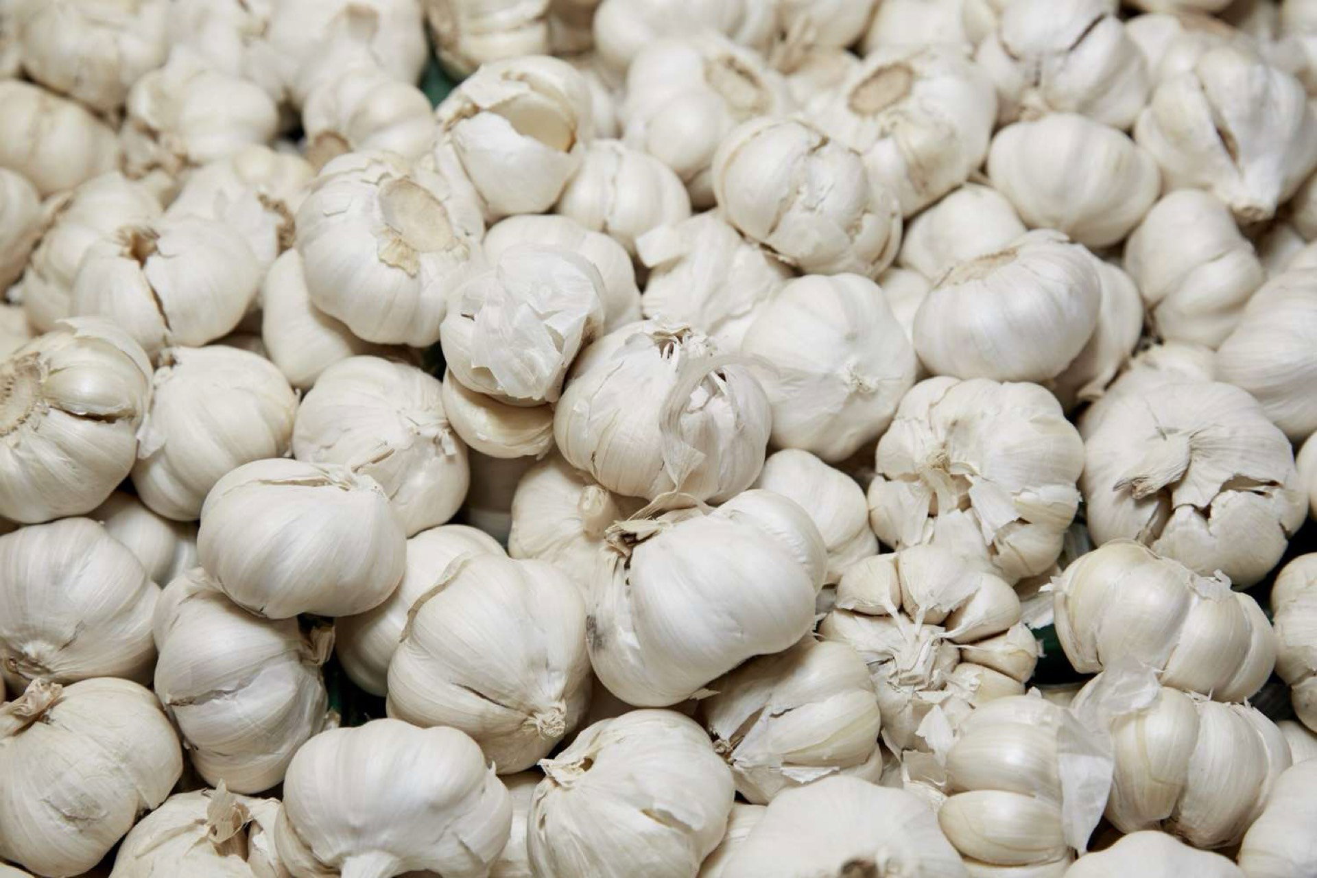 Pure white garlic 10 kg case