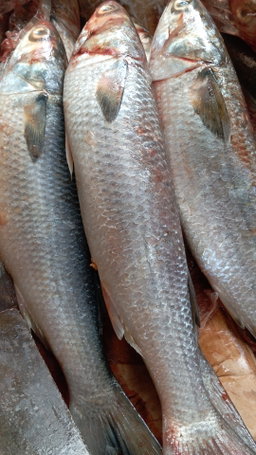 Fresh fish