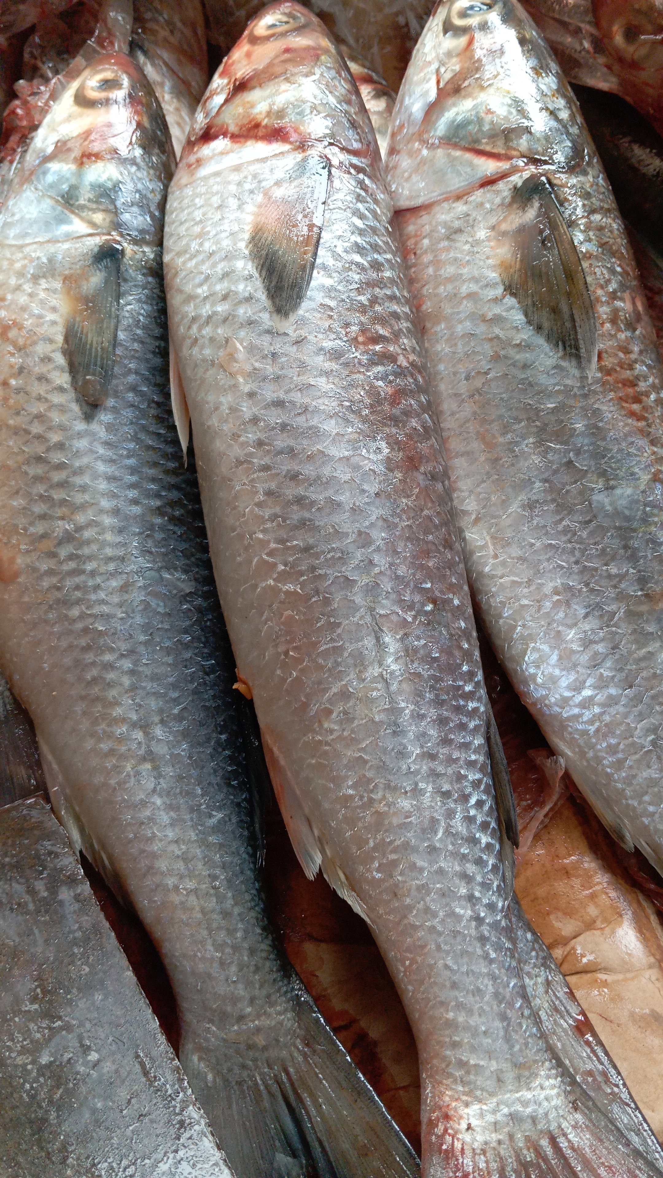 Fresh fish