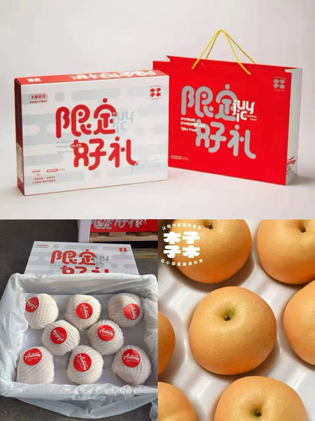 China Qiu Gui Fei pear_1